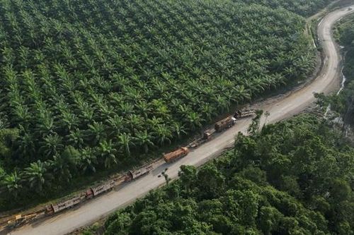 Indonesia định hướng thủ đô mới là thành phố rừng bền vững