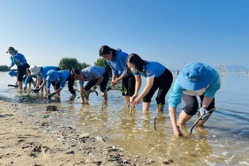Hội Liên hiệp Phụ nữ tỉnh Khánh Hòa: Trồng hơn 10.000 cây đước