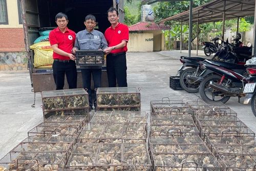 Hội Chữ thập đỏ huyện Văn Bàn hỗ trợ sinh kế cho hộ nghèo