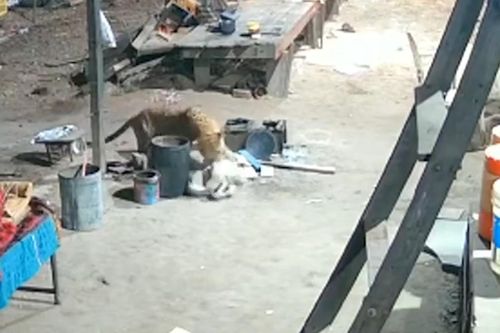 Báo hoang đột nhập vào gara 'bắt' chó