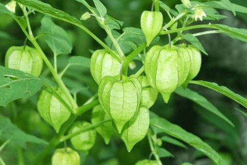 Bất ngờ công dụng của rau tầm bóp, rất nhiều người không biết, 3 lưu ý cần tránh khi ăn để không lo tác dụng phụ