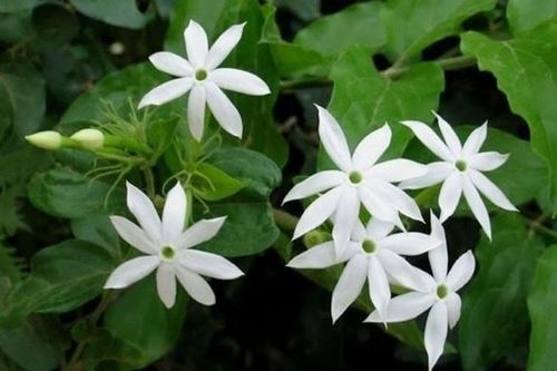 Chè vằng - Vị thuốc quý cho phụ nữ