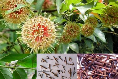 Cách dùng câu đằng hạ huyết áp cao