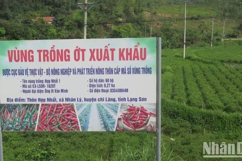 Nông dân Chi Lăng phấn khởi vì ớt được mùa, được giá
