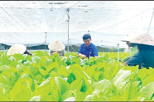 Đào tạo nghề lao động nông thôn: Đáp ứng sản xuất thông minh, chuyển đổi số trong nông nghiệp