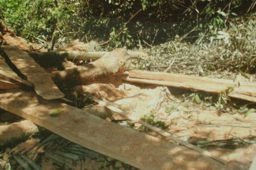 Quảng Bình: Khởi tố vụ án phá 5,78ha rừng thuộc BQL rừng phòng hộ huyện Quảng Ninh