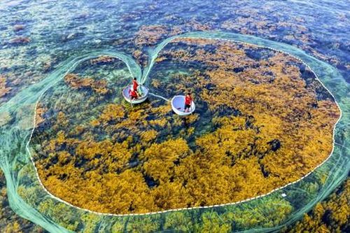 Ngập sắc vàng mùa rong mơ