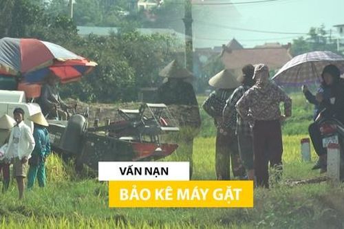 Hà Nội: Nghi vấn 'bảo kê' dịch vụ gặt lúa, nông dân rơi nước mắt
