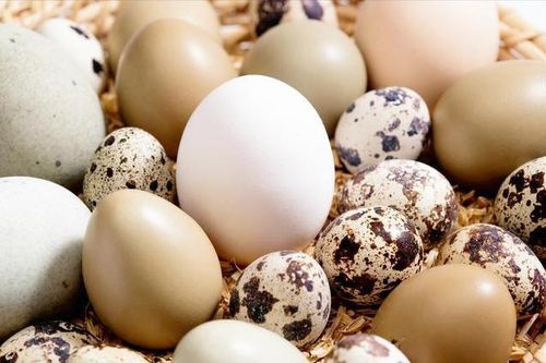 Trứng gà, trứng vịt, trứng cút: Loại nào bổ dưỡng nhất?
