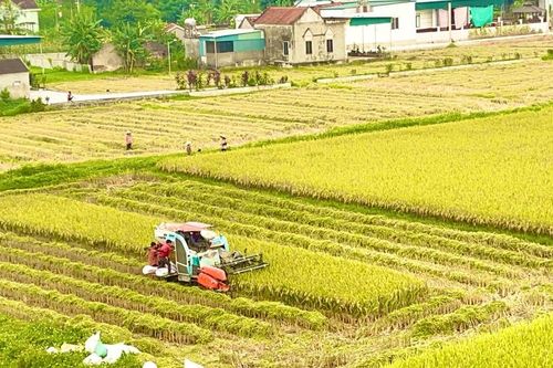 Quỳnh Lưu hướng đến xây dựng cánh đồng 'không dấu chân'