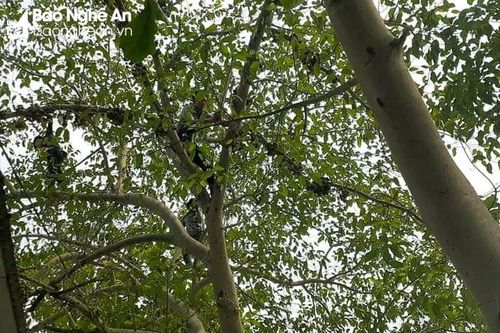 Trèo cây sung hái lá cho dê ăn, người đàn ông bị rơi tử vong