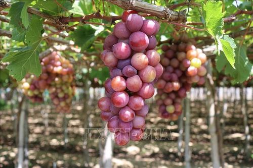 Nâng cao chất lượng và thương hiệu nho Ninh Thuận - Bài 1: Cây trồng chủ lực