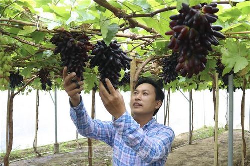 Nâng cao chất lượng và thương hiệu nho Ninh Thuận - Bài cuối: Tạo sức hút thương hiệu