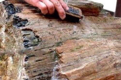 Đi kiếm củi, người đàn ông vô tình nhặt được 'báu vật quý như vàng'