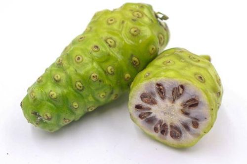 Tác dụng của quả nhàu tươi