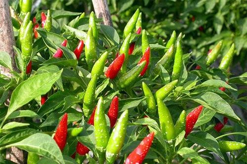 Trồng ớt muốn ra nhiều quả, trồng một cây ăn quanh năm, nhất định phải làm việc này