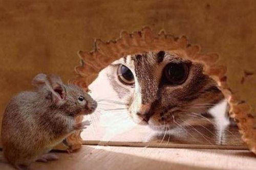 Chuột chạy rầm rầm trên trần nhà: Làm ngay cách này để đuổi sạch lũ chuột, hiệu quả mà không tốn kém