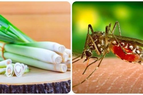 5 cách đuổi muỗi tự nhiên tại nhà hiệu quả