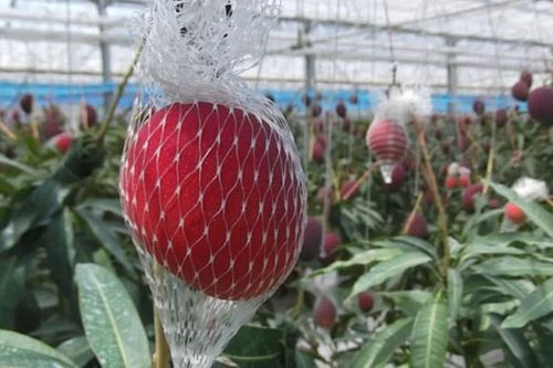 Loại quả được mệnh danh là 'trứng của mặt trời', giá gần 100 triệu đồng/cặp