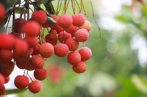 Từ cơn sốt trà mãng cầu: Nền tảng số là giải pháp để nông sản Việt thoát cảnh 'được mùa, mất giá'