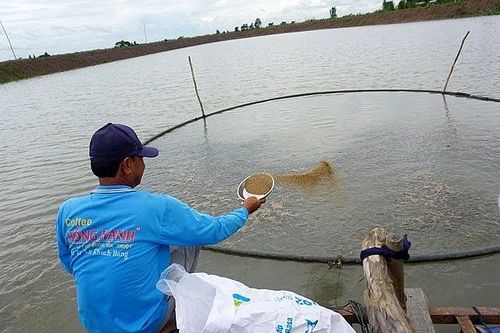 Hiệu quả từ mô hình sinh kế dựa vào mùa lũ ở Đồng Tháp