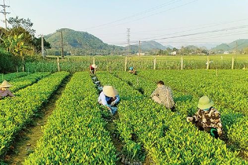 Tránh nguy cơ độc quyền giống cây trồng: Cần gỡ vướng Luật Trồng trọt