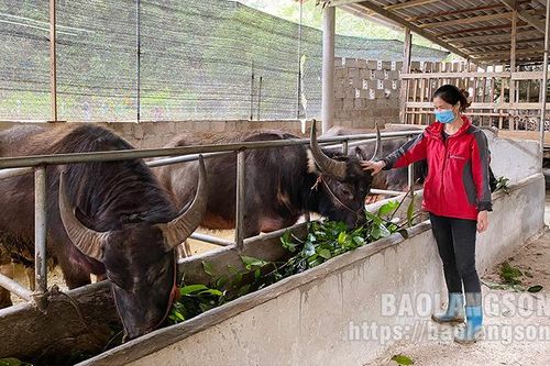 Tân Văn: Đa dạng các mô hình sản xuất nông nghiệp