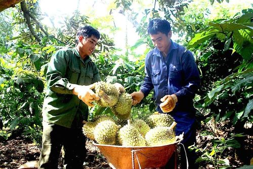 Nông sản vươn xa nhờ nền tảng mã số vùng trồng