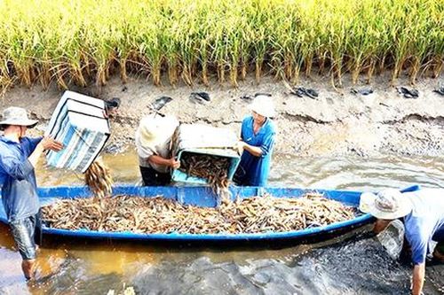 Trồng lúa hữu cơ, trúng thêm con tôm đồng