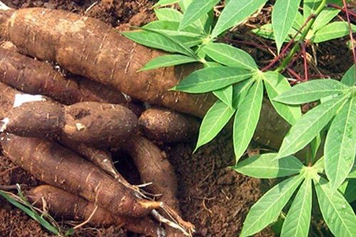 Một loại củ Việt có giá bán chỉ hơn 3.000 đồng/kg đang được Trung Quốc gom mua tới 90% sản lượng, thu về gần 400 triệu USD