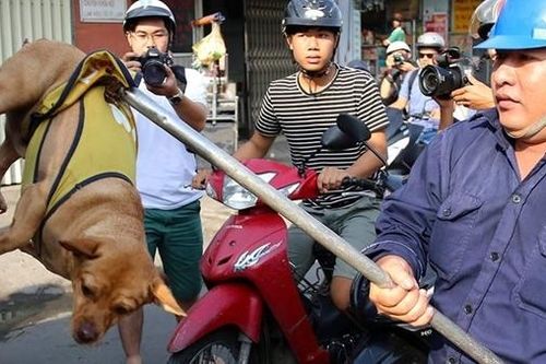 Chó dữ cắn chết người: Báo động đỏ về loài dị thú