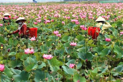 Trồng sen trên đất sình lầy ở Quảng Nam