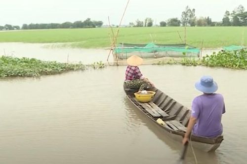 Canh tác thuận thiên, nông dân vùng thượng nguồn Đồng Tháp thu lãi lớn