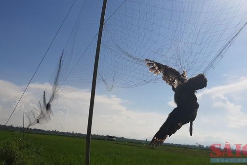 Người nuôi chim yến lo lắng bởi nạn 'yến tặc'