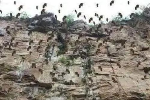 Giải mã vụ 'tự sát tập thể' của 300.000 con sóc chuột năm 1994