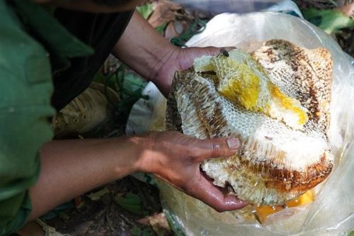 Săn mật ong - Nghề nguy hiểm bậc nhất rừng già Kon Chư Răng