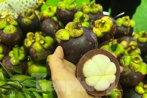 Hiện tượng lạ: Măng cụt rớt giá đầu vụ