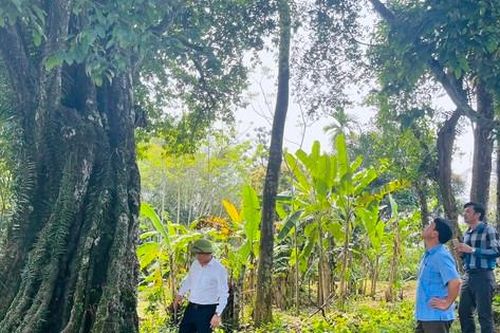 Cây thị cổ thụ thời khởi nghĩa Lam Sơn được công nhận là cây di sản
