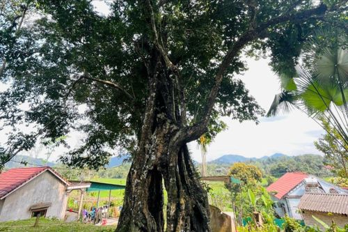 'Cây thị cứu Vua' hơn 700 năm được công nhận Cây Di sản Việt Nam