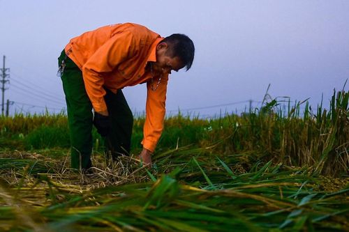 Nông dân Hà Nội đi gặt lúa từ tờ mờ sáng để tránh nắng nóng