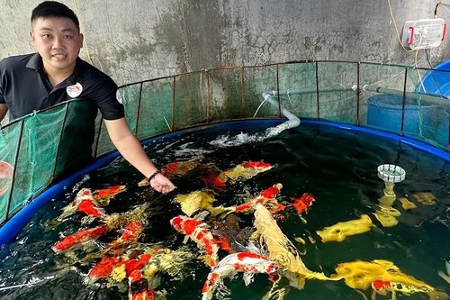 Chàng kỹ sư Cần Thơ nuôi hàng nghìn con 'mỹ ngư', ai nhìn cũng mê