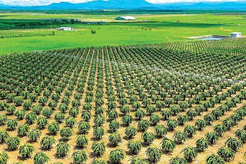 Bình Thuận: 40 năm phát triển thủ phủ thanh long huyện Hàm Thuận Nam