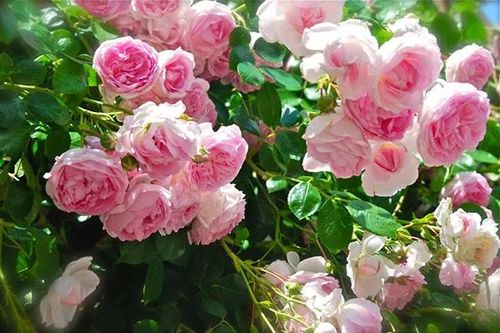 Bón thứ này vào gốc hoa hồng, cành lá xanh tốt, hoa nở quanh năm