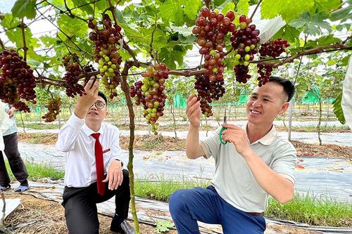 Ưu tiên vốn tín dụng phát triển nông nghiệp công nghệ cao