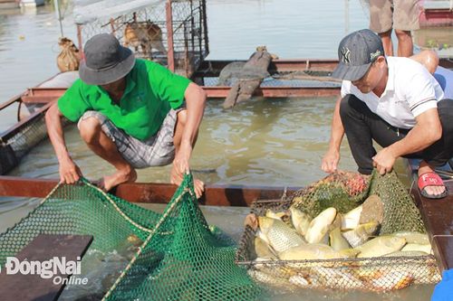 Xuất hiện tình trạng cá chết ở khu vực làng bè Hiệp Hòa
