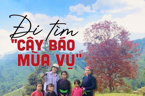 Đi tìm 'cây báo mùa vụ'