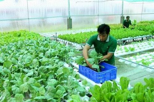 HTX sản xuất bền vững trước cửa hẹp đầu ra