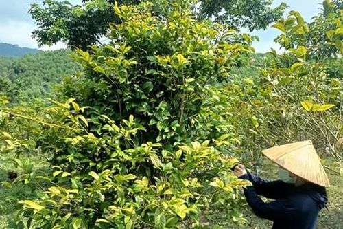 Đổi mới tư duy, nông dân Ba Chẽ vươn lên làm giàu