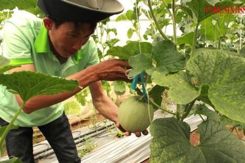 Thoát nghèo và làm kinh tế giỏi ở Phú Giáo từ mô hình hay của HTX