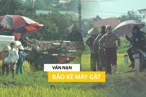 'Bảo kê' ép giá dịch vụ gặt lúa - Nông dân kêu cứu
